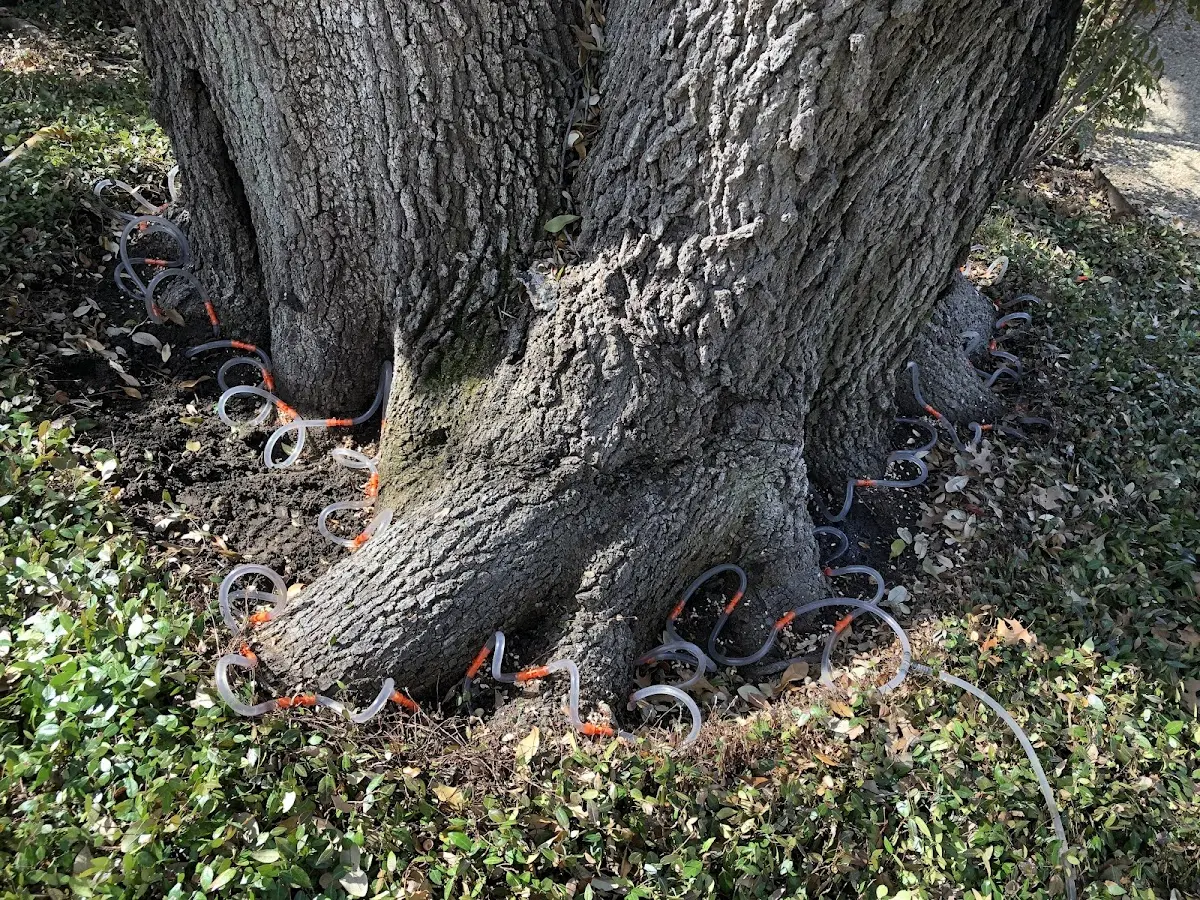 Detailed Shrub and Hedge Trimming job site in Gause