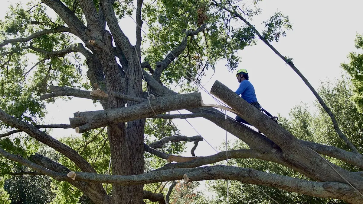 Professional Hazardous Tree Removal performed by certified arborists in Gause