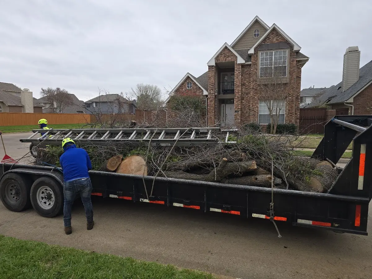 Expert Tree Pest Control with proper safety equipment in Gause
